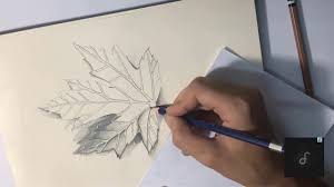 رسم أوراق الأشجار
