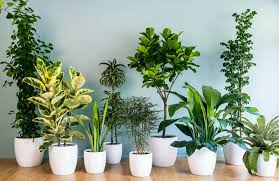 النباتات